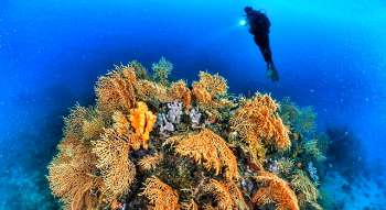 Ayvalık Sarı Mercanlar